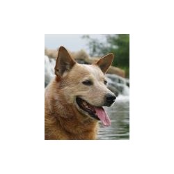 Australian Cattle Dog Stud in New River, Arizona