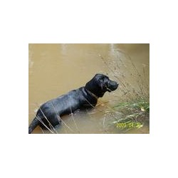 Labrador Retriever Stud in Conroe, Texas