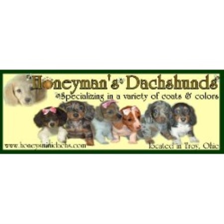 Dachshund Breeder in Troy, Ohio