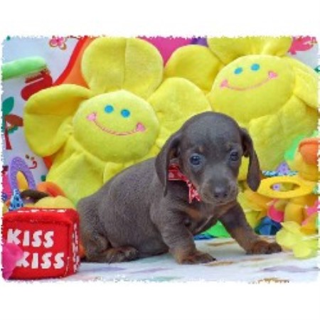 Doxie in Ohio picture 2