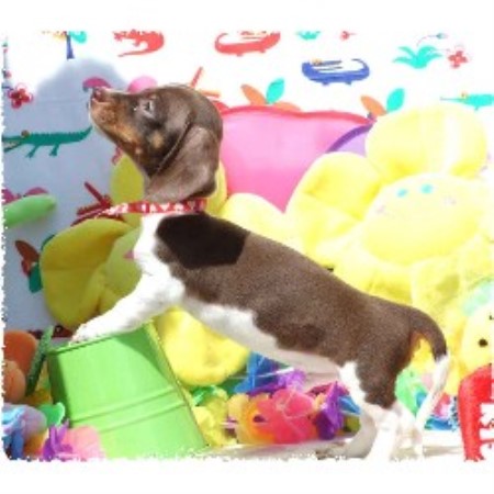 Doxie in Ohio