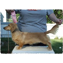 Dachshund breeder in Troy Ohio