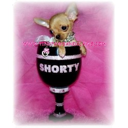 Chihuahua in Texas picture 2