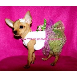 Chihuahua breeder in Houston Texas