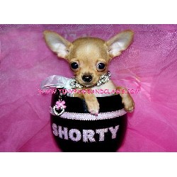 Chihuahua Breeder in Houston, Texas