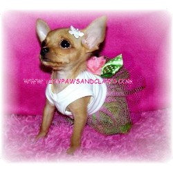 Chihuahua in Texas