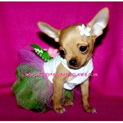 Chihuahua breeder in Texas picture 2