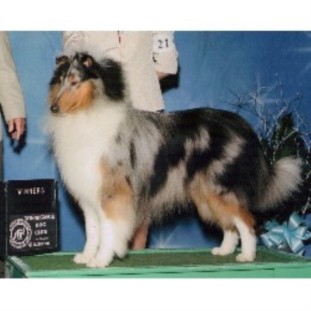 Collie in Wisconsin picture 2