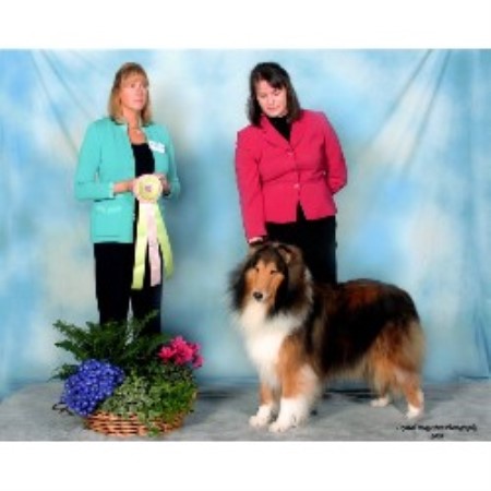 Collie breeder in Madison Wisconsin