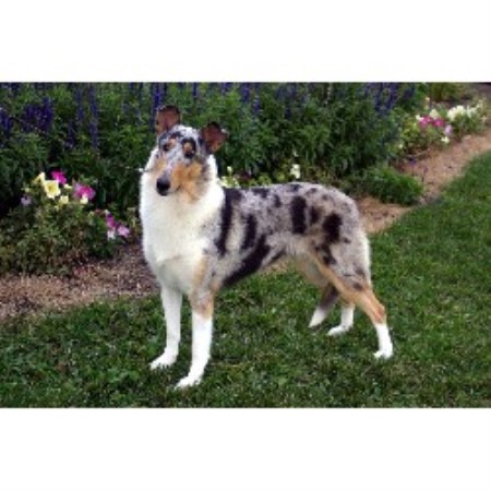 Akc Dog Shows Wisconsin Akc Dog Shows Wisconsin