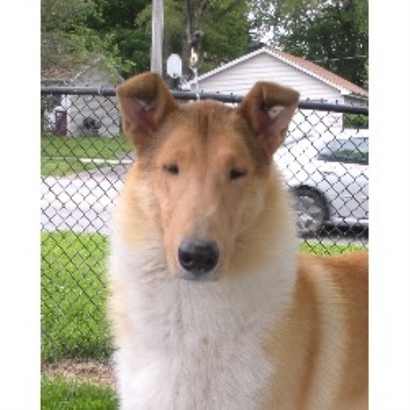 Collie in Wisconsin
