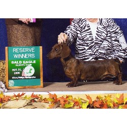 Dachshund Breeder in Fort Ashby, West Virginia