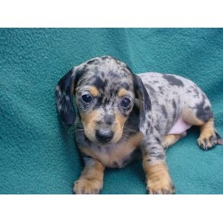 Doxie breeder in West Virginia picture 2