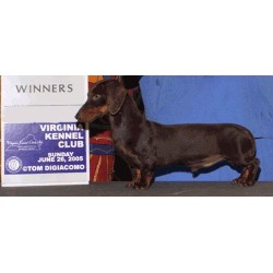 Doxie in West Virginia