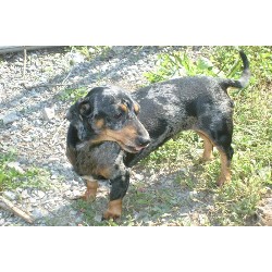 Doxie in West Virginia picture 2