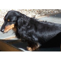 Dachshund breeder in Fort Ashby West Virginia