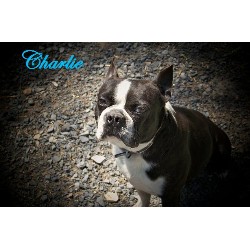 Boston Terrier Stud in Rose, Oklahoma