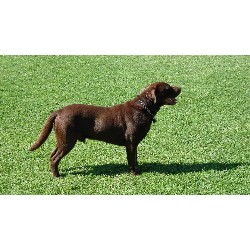 Labrador Retriever Stud in Manteca, California