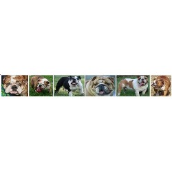 English Bulldog breeder in Swanton Ohio