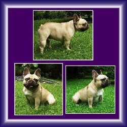French Bulldog Breeder in West Virginia, West Virginia