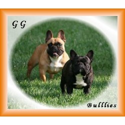 French Bulldog Breeder in Swanton, Ohio