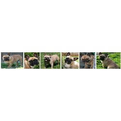 French Bulldog breeder in Swanton Ohio