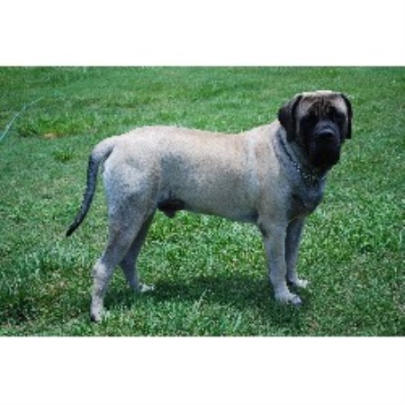 Mastiff Breeder in Shelby, North Carolina