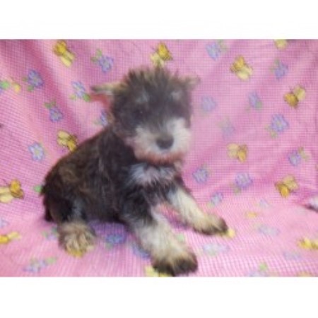 Miniature Schnauzer breeder in Falcon, Missouri