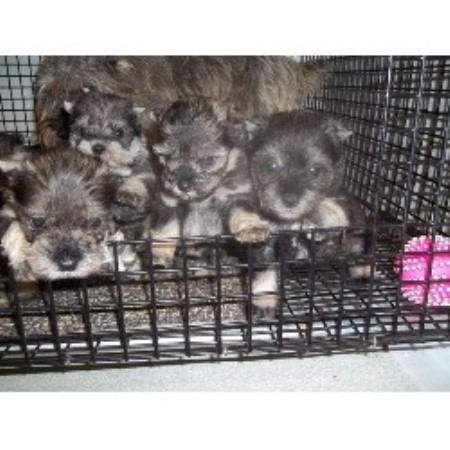 Miniature Schnauzer breeder in Missouri