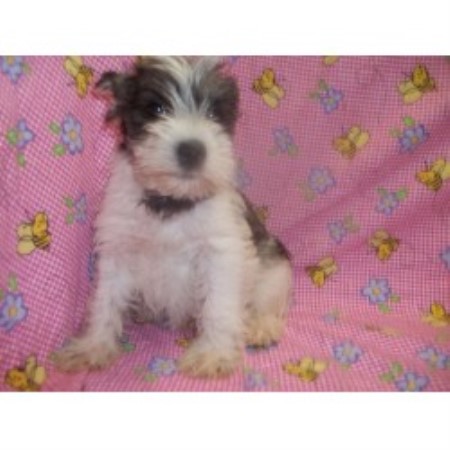 Miniature Schnauzer breedering kennel in Falcon