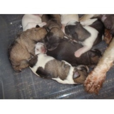 Miniature Schnauzer breeder in Falcon