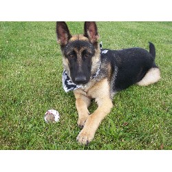 German Shepherd Dog Stud in Sycamore, Ohio