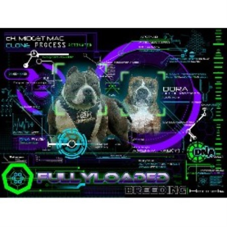 American Pit Bull Terrier Breeder in Cumbola, Pennsylvania