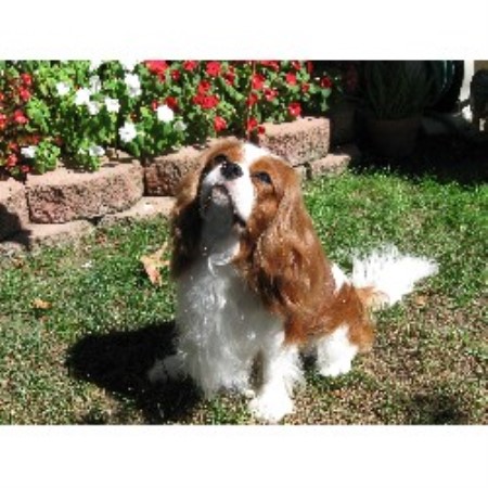 Cavalier King Charles Spaniel Breeder in Corona, California