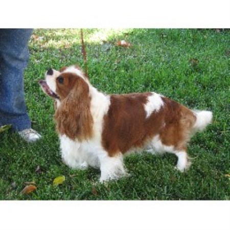 shih tzu puppies for sale in southern indiana tagz a cavaliers cavalier king charles spaniel breeder in corona california shih tzu puppies for sale in southern indiana tagz a cavaliers cavalier king charles spaniel breeder in corona california
