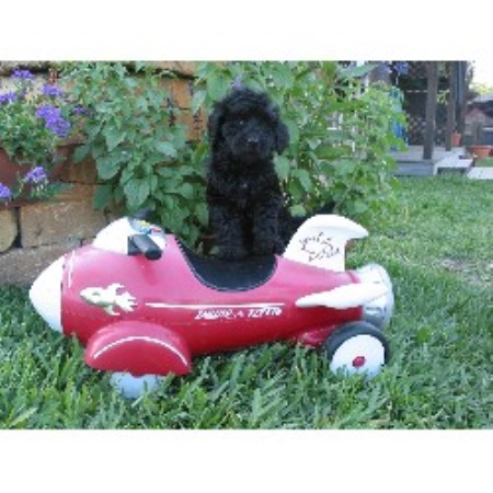 Goldendoodle breeder in Florida picture 2