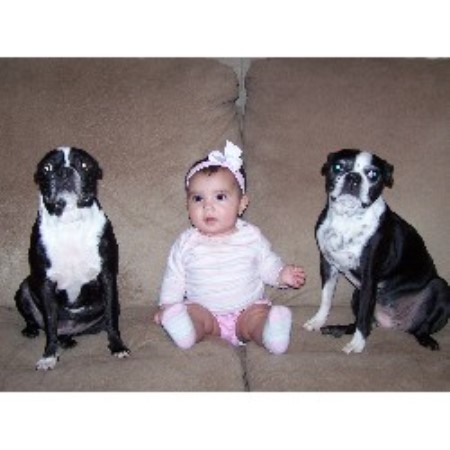 Boston Terrier breeder in Missouri picture 2