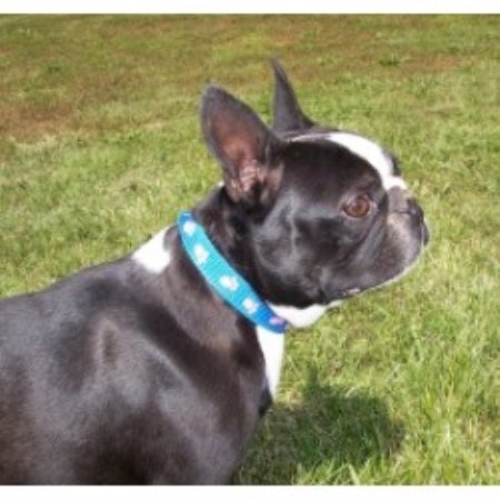 Boston Terrier breeder in Missouri