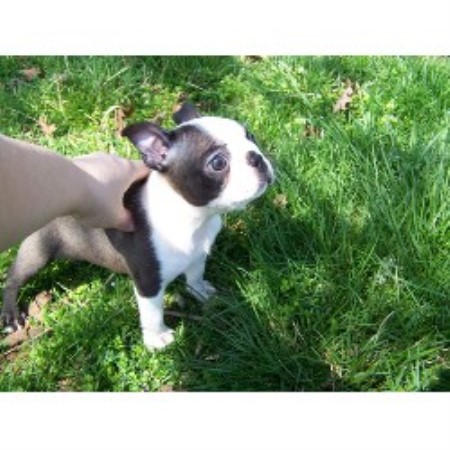 Boston Terrier in Missouri