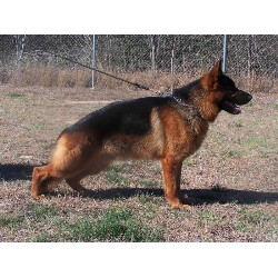 German Shepherd Dog Stud in Los Angeles, California