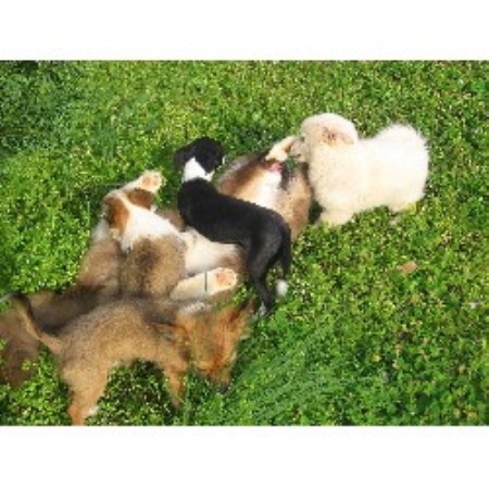 Chihuahua Breeder in Spring Hill , Tennessee