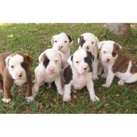 American Bulldog Breeder in Lee, Florida