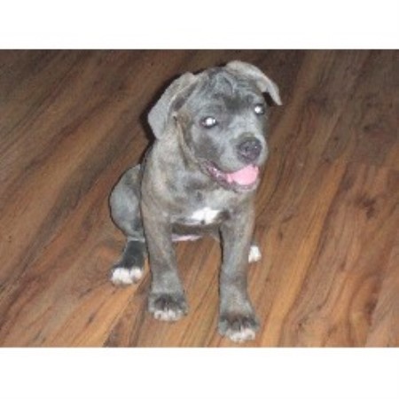 Cane Corso in Texas picture 2