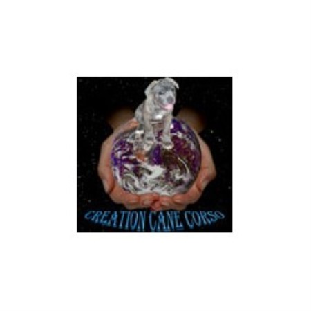 Cane Corso Breeder in Wichita Falls, Texas