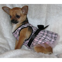 Chihuahua breeder in Louisville Kentucky