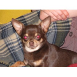 Chihuahua in Kentucky