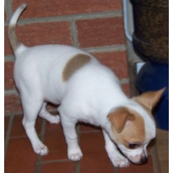 Chihuahua breeder in Kentucky picture 2