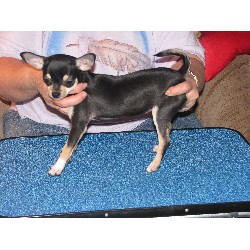 Chihuahua in Kentucky picture 2
