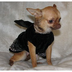 Chihuahua Breeder in Louisville, Kentucky