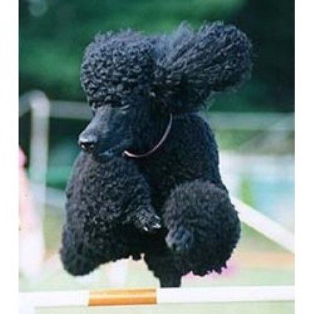 Poodle Standard Breeder in Keizer, Oregon